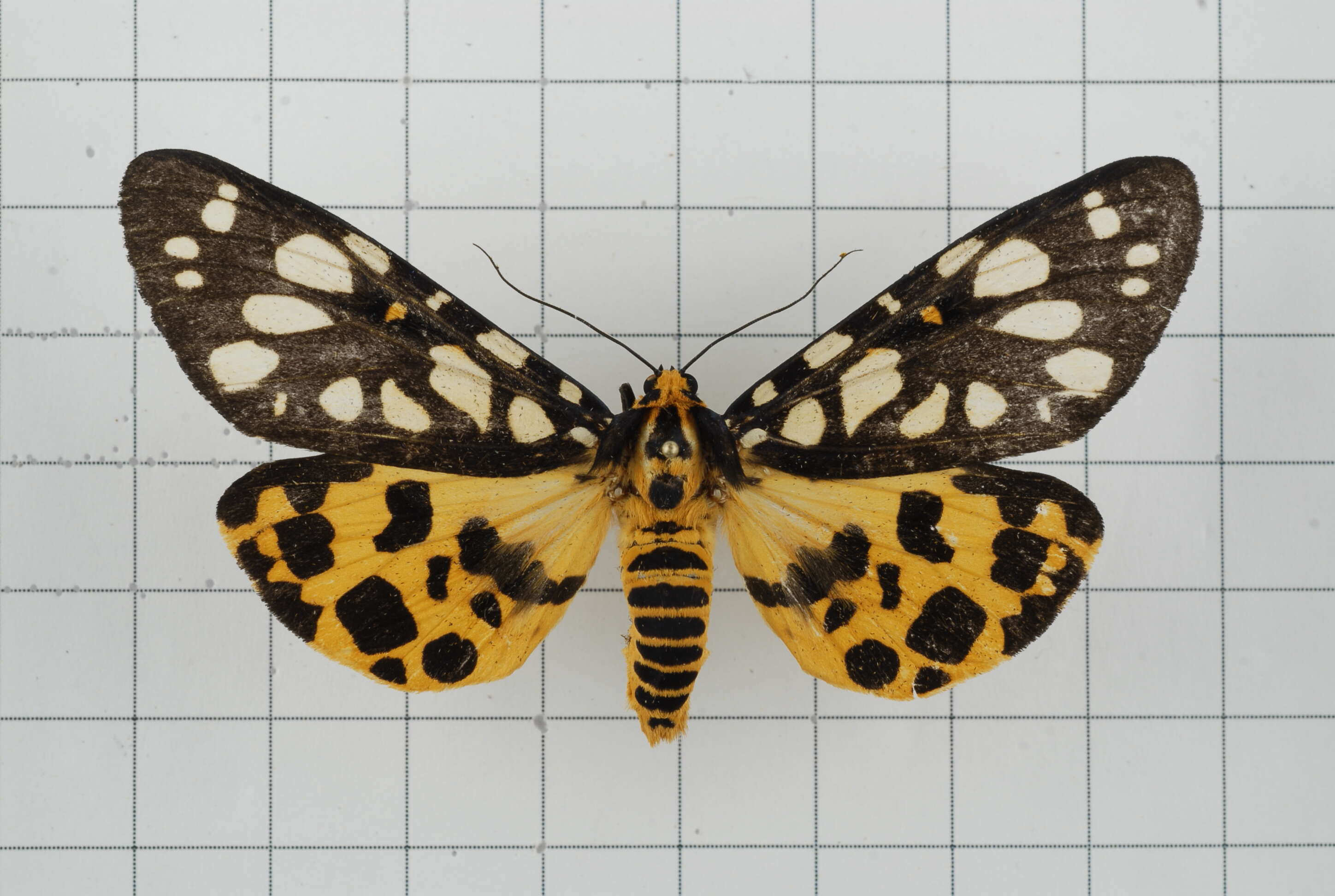 Image of Aglaomorpha histrio (Walker 1855)