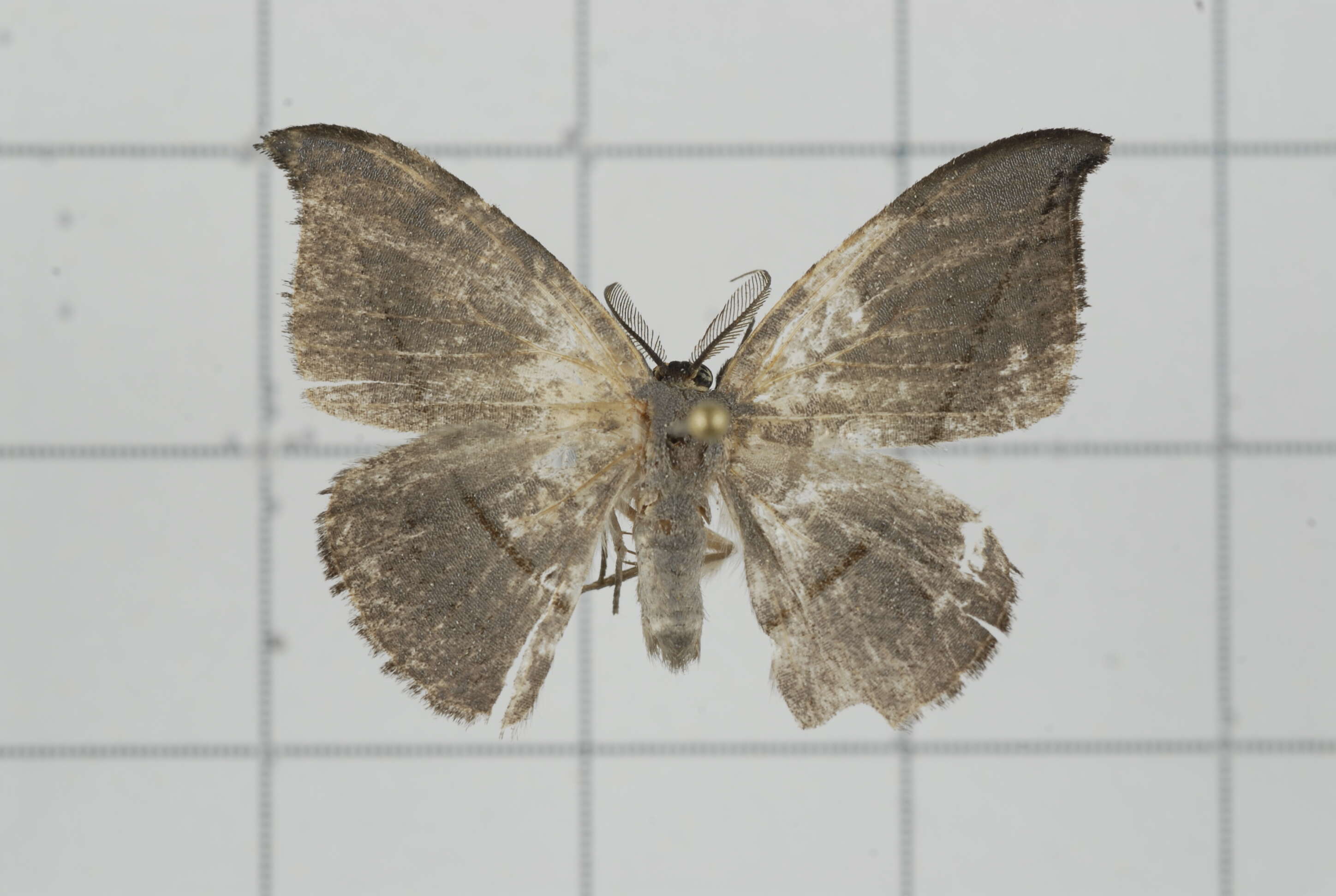 Image of Albara reversaria Walker 1866