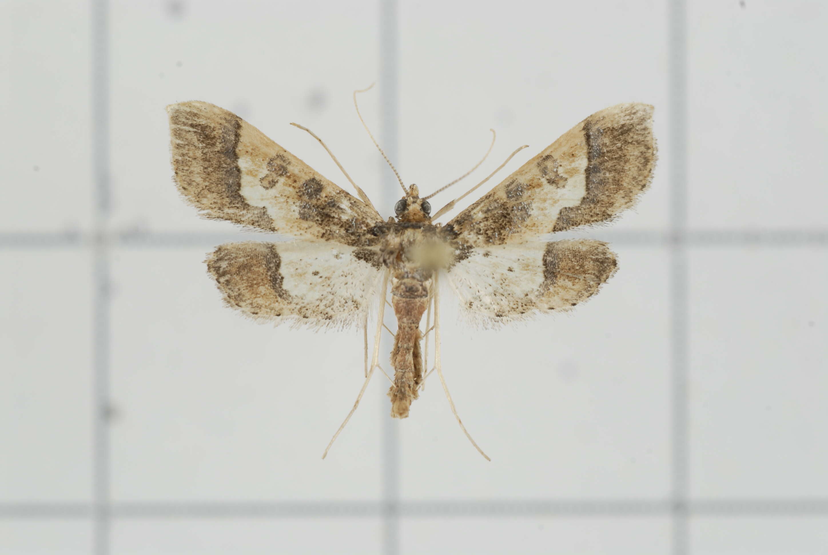 Image of Hydriris