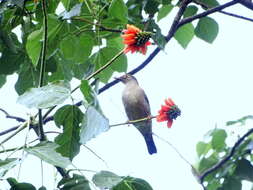 Image of Indian Blackbird