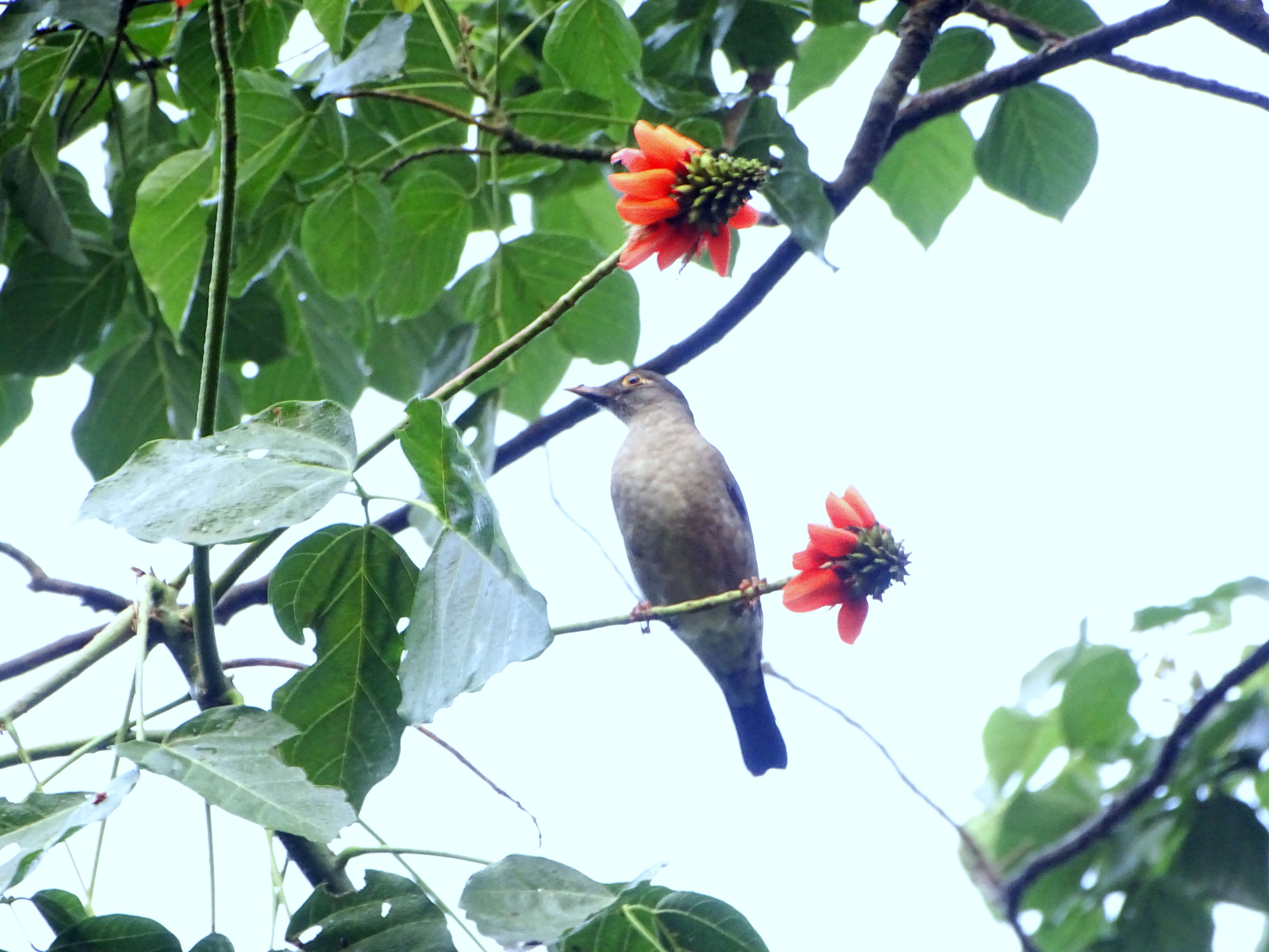 Image of Indian Blackbird