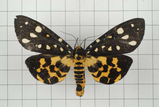 Image of Aglaomorpha histrio (Walker 1855)