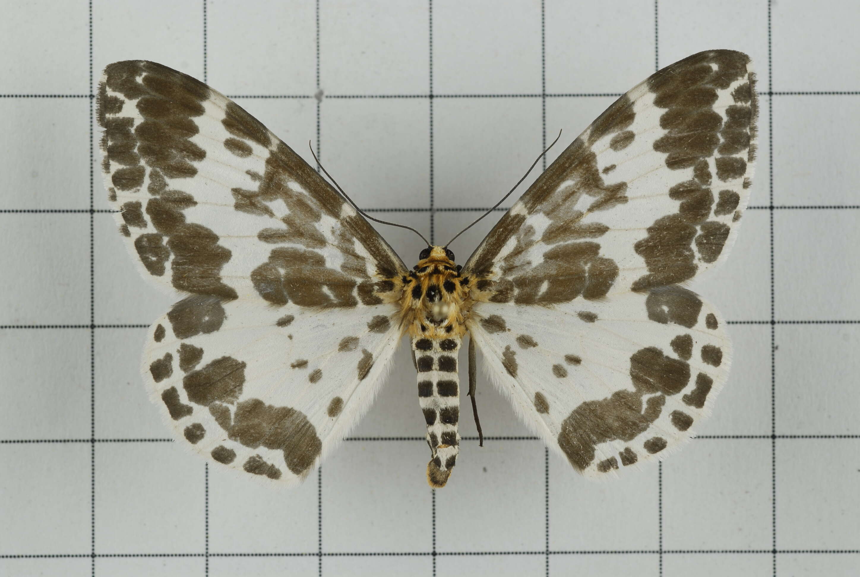 Image of Dilophodes baria