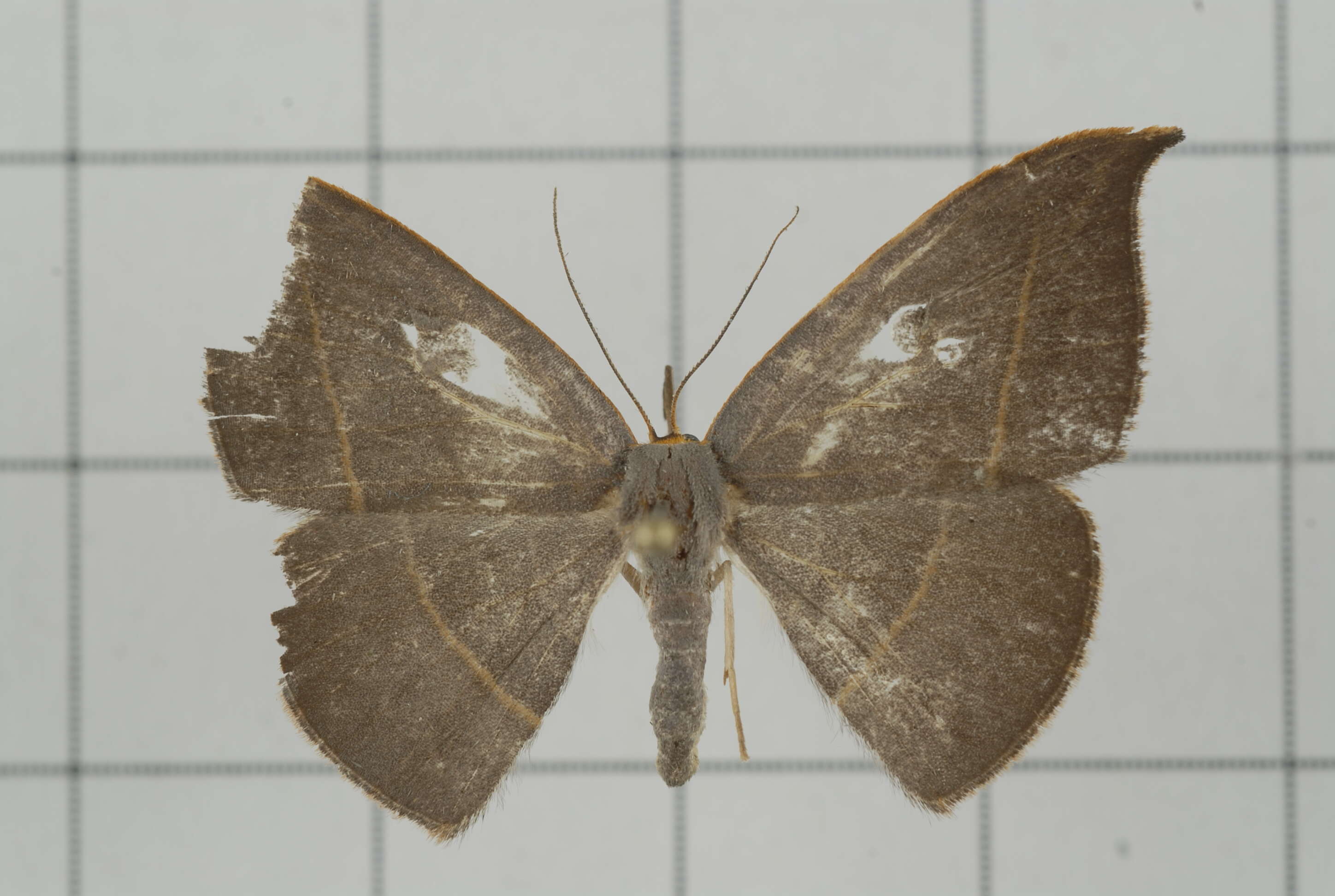 Image of Microblepsis violacea Butler 1889