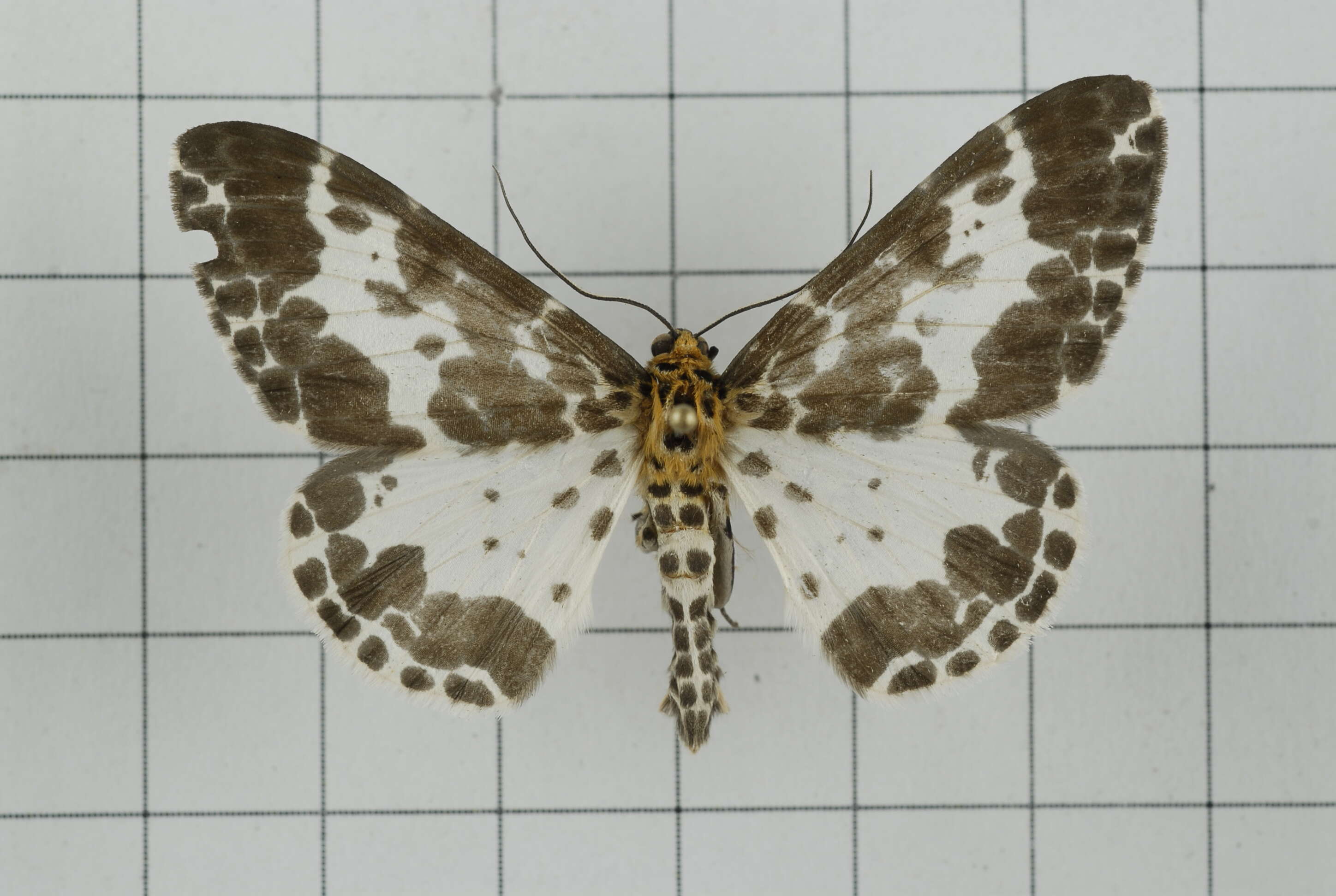 Image of Dilophodes baria