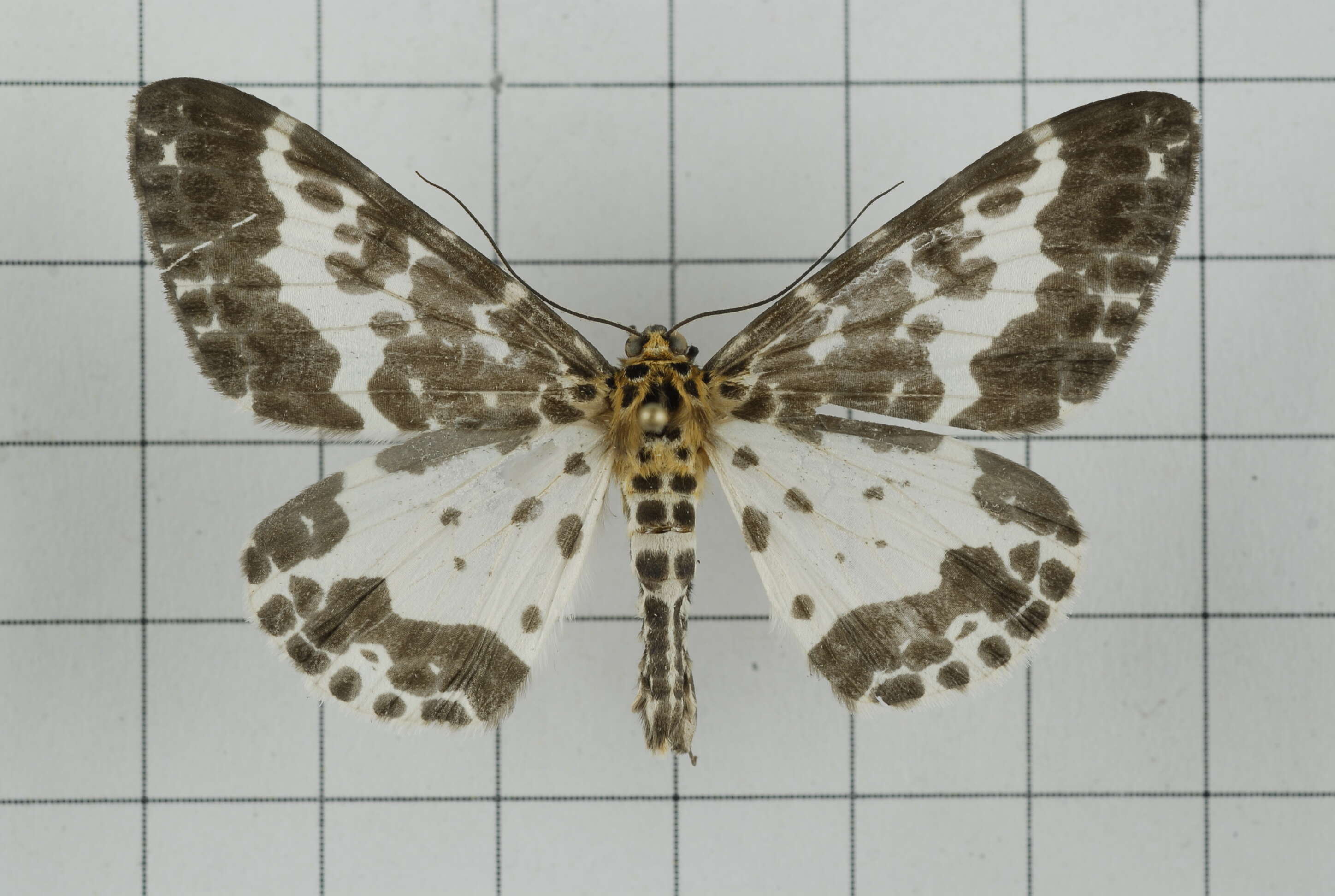 Image of Dilophodes baria