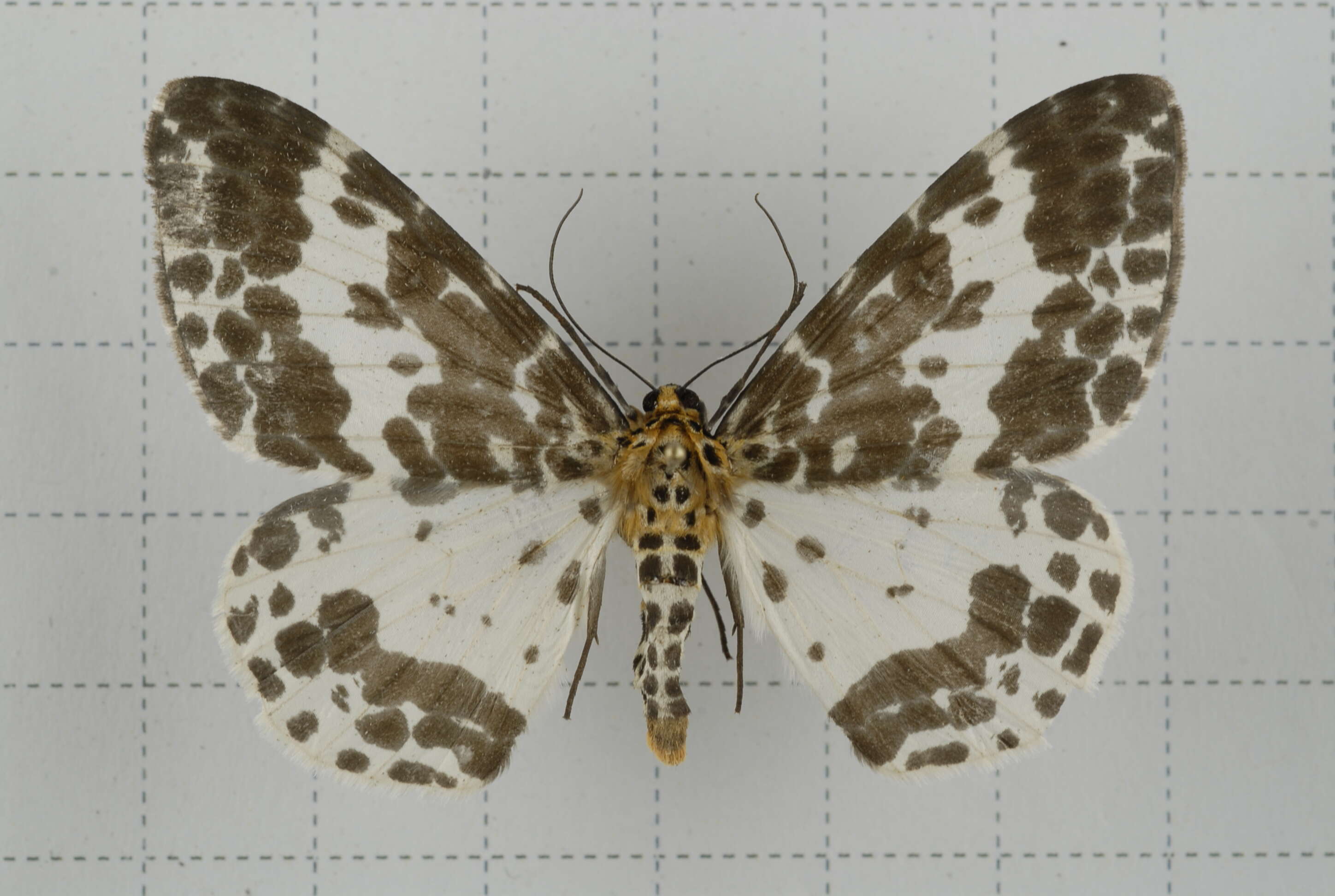 Image of Dilophodes baria