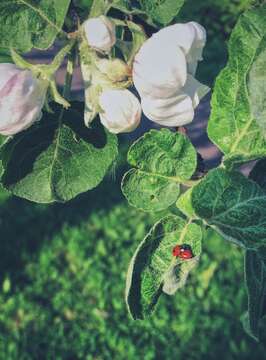 Image of twospotted lady beetle