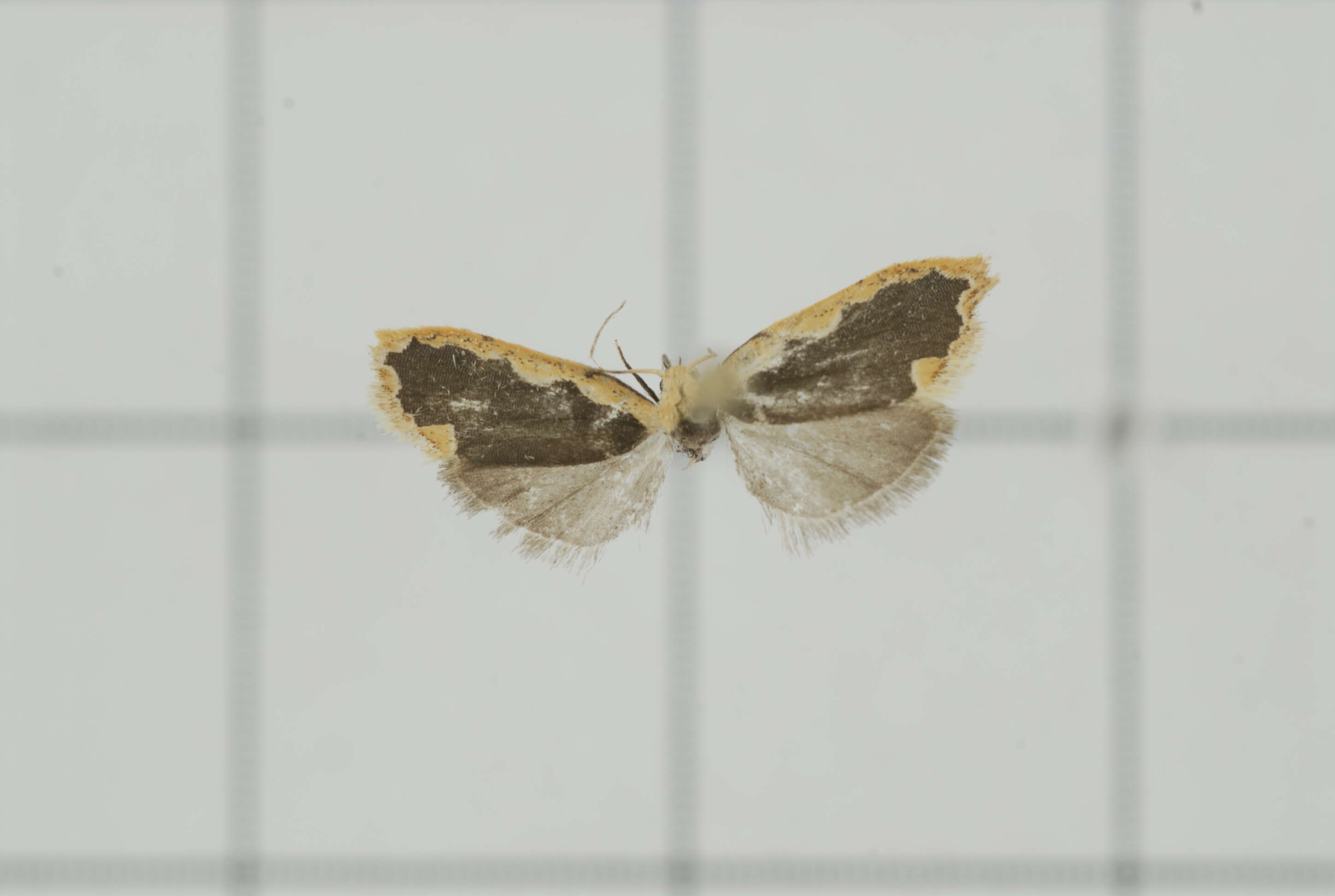 Image of Diduga flavicostata Snellen 1879