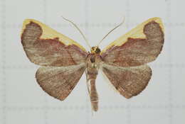 Image of Nothomiza flavicosta Prout 1914