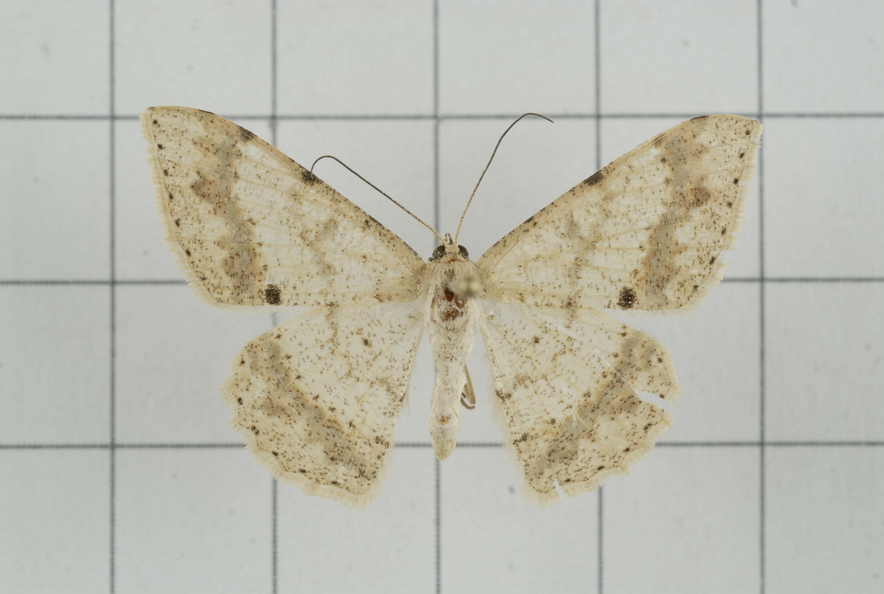 Image of Luxiaria mitorrhaphes Prout 1925