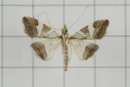 Sivun Agrioglypta itysalis Walker 1859 kuva