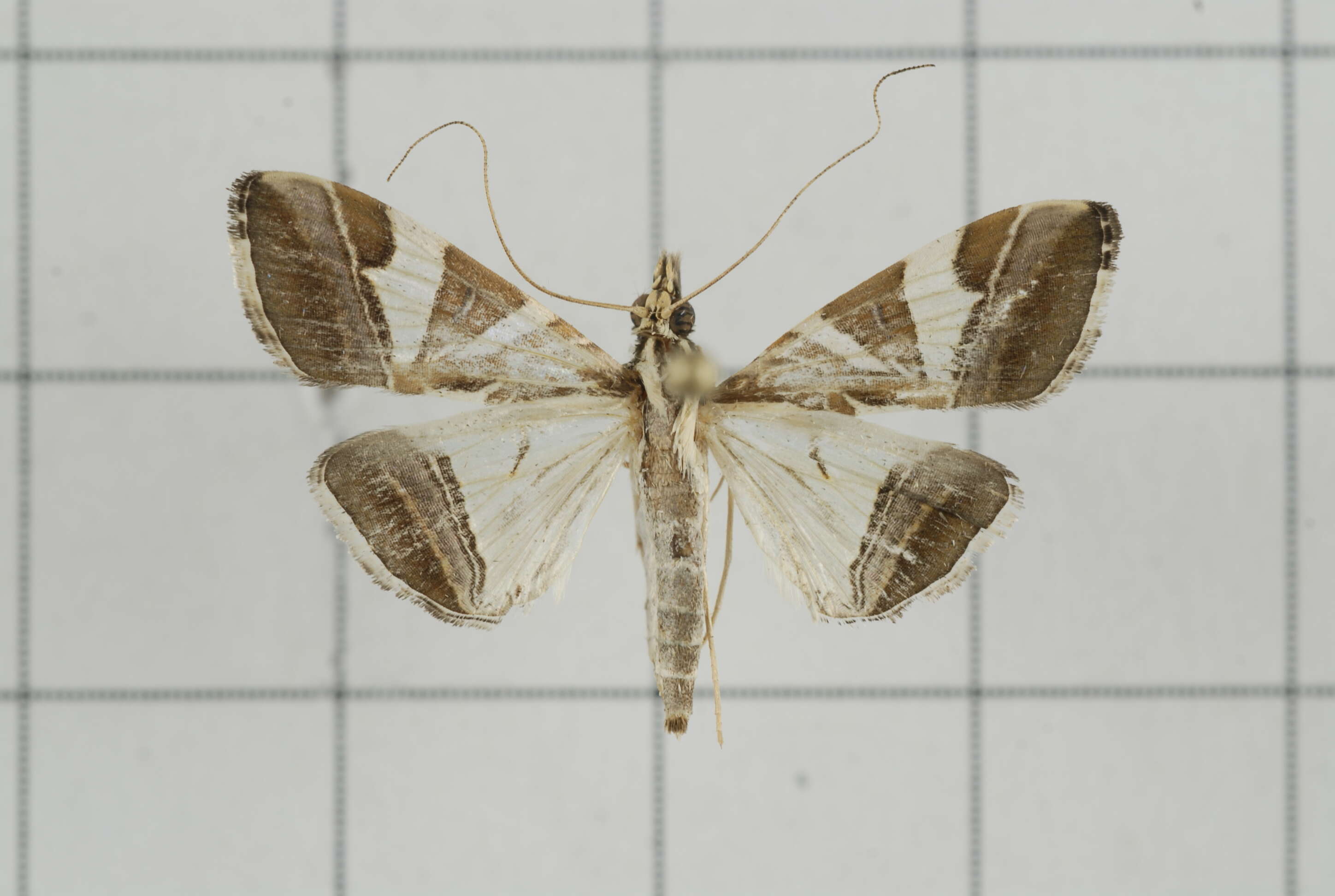 Agrioglypta itysalis Walker 1859 resmi