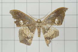 Image of Timandromorpha discolor Warren 1896