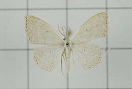 Image of Scopula attentata Walker 1861