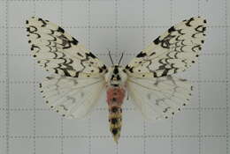Image of Lymantria concolor Walker 1855