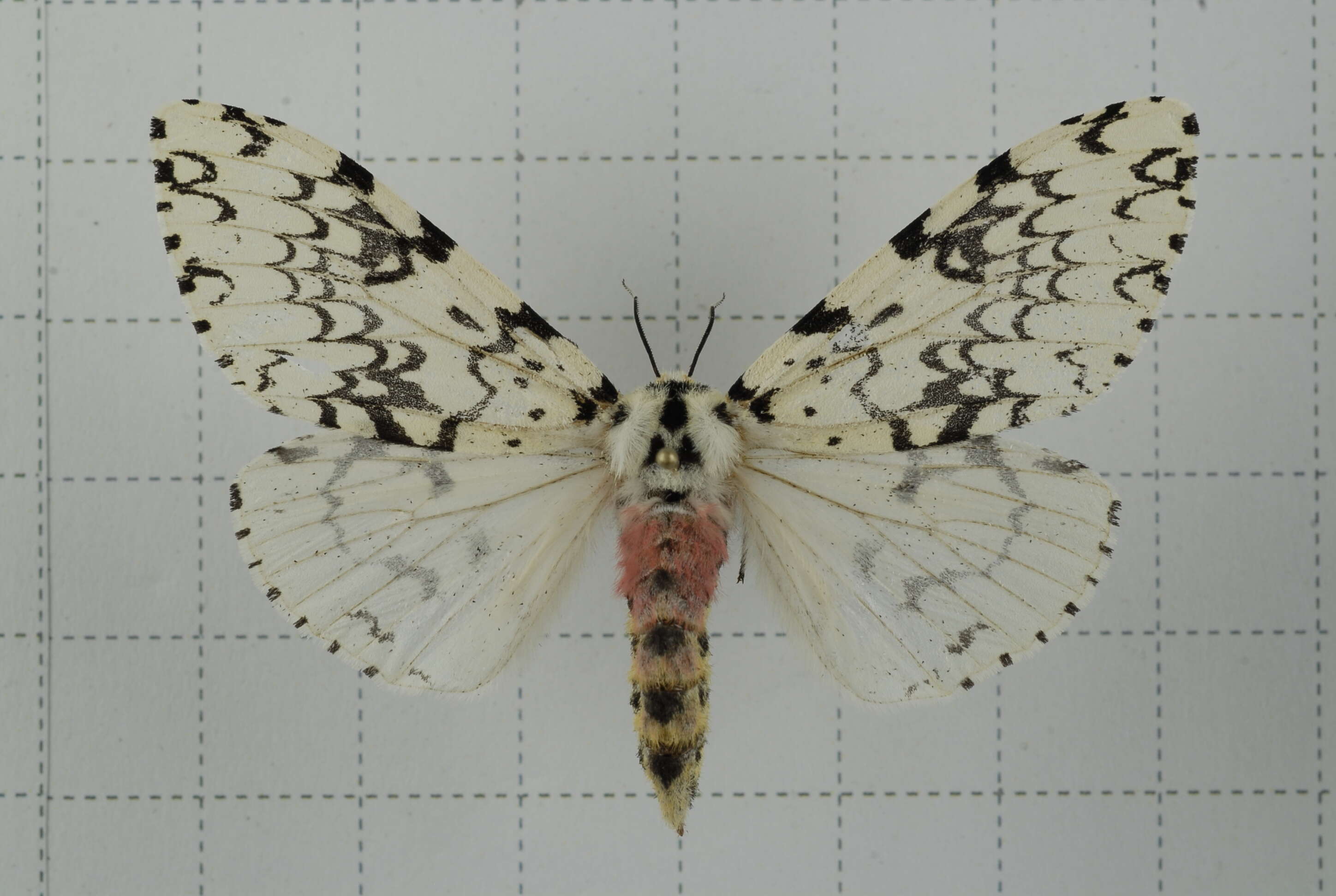 Image of Lymantria concolor Walker 1855