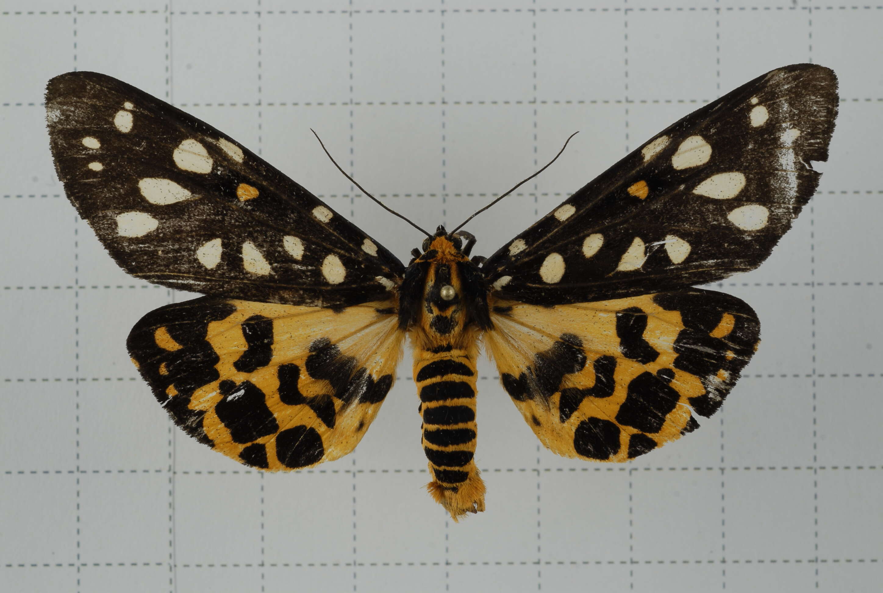 Image of Aglaomorpha histrio (Walker 1855)