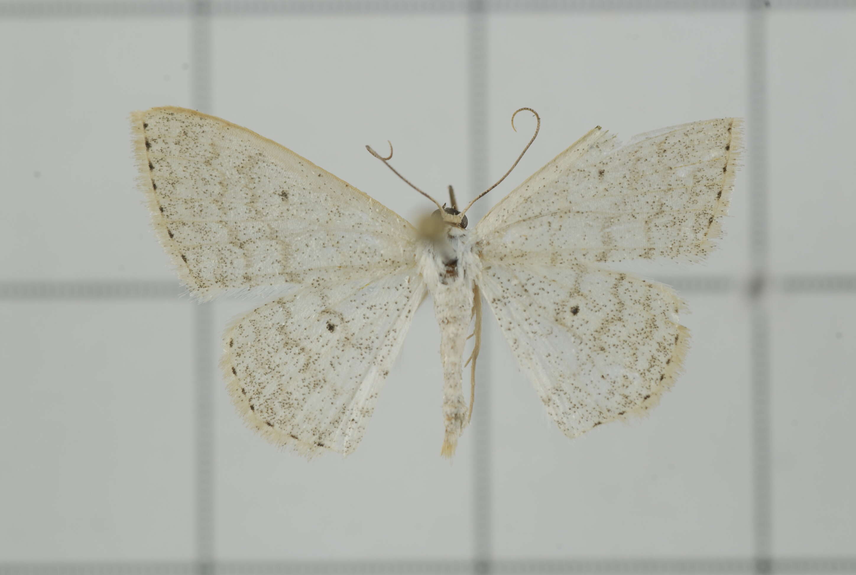 Image of Scopula attentata Walker 1861