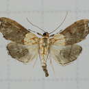 صورة Agrotera discinotata Swinhoe 1894