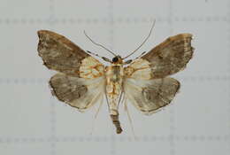 Image of Agrotera discinotata Swinhoe 1894