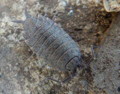 Image of Isopod