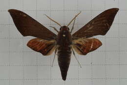 Image of Dahira rubiginosa Moore 1888
