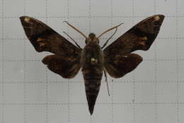 Image of Dahira obliquifascia (Hampson 1910)