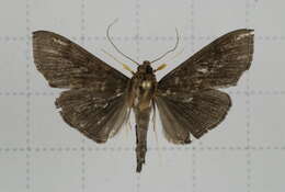 Image of Omiodes noctescens Moore 1888