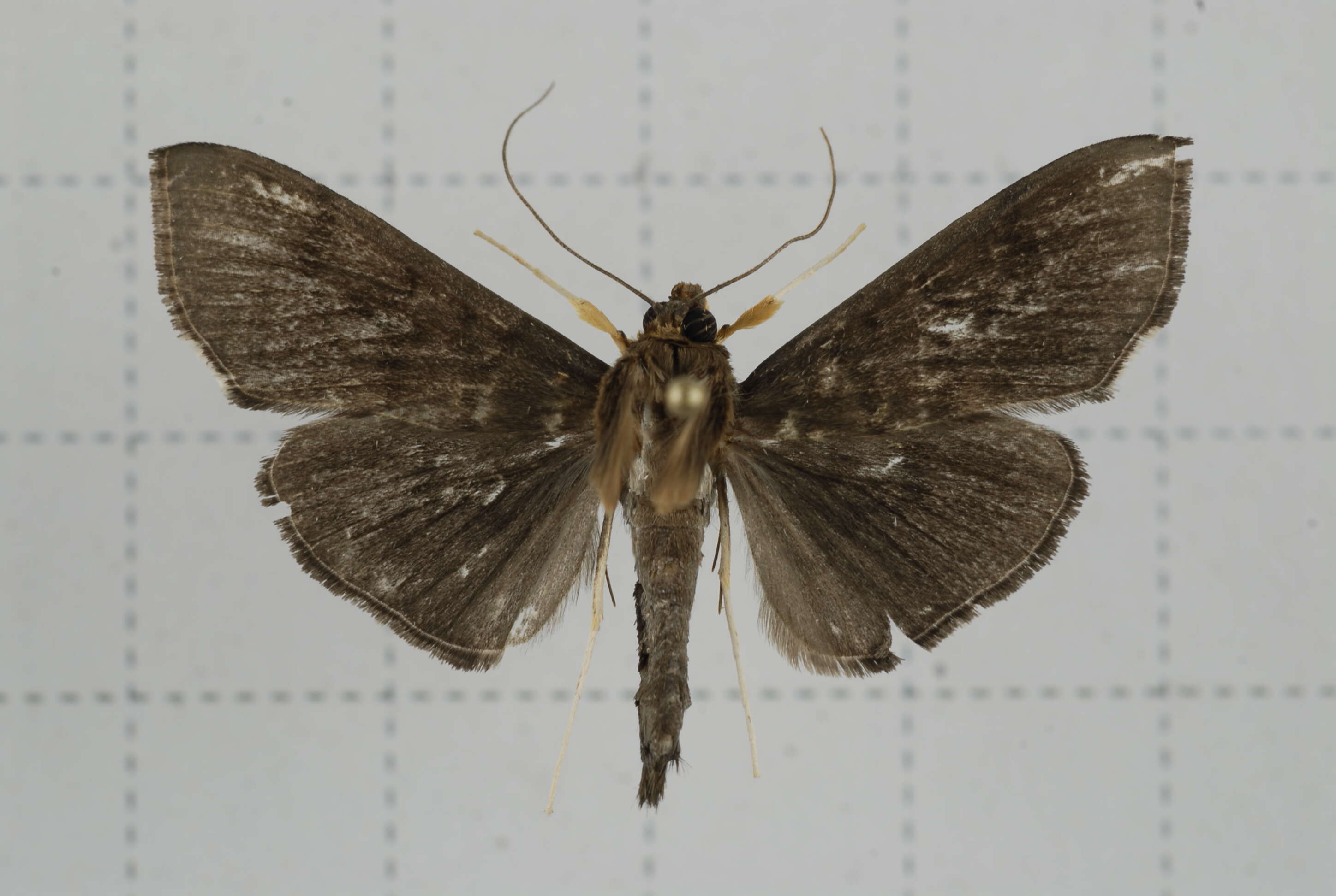 Image of Omiodes noctescens Moore 1888