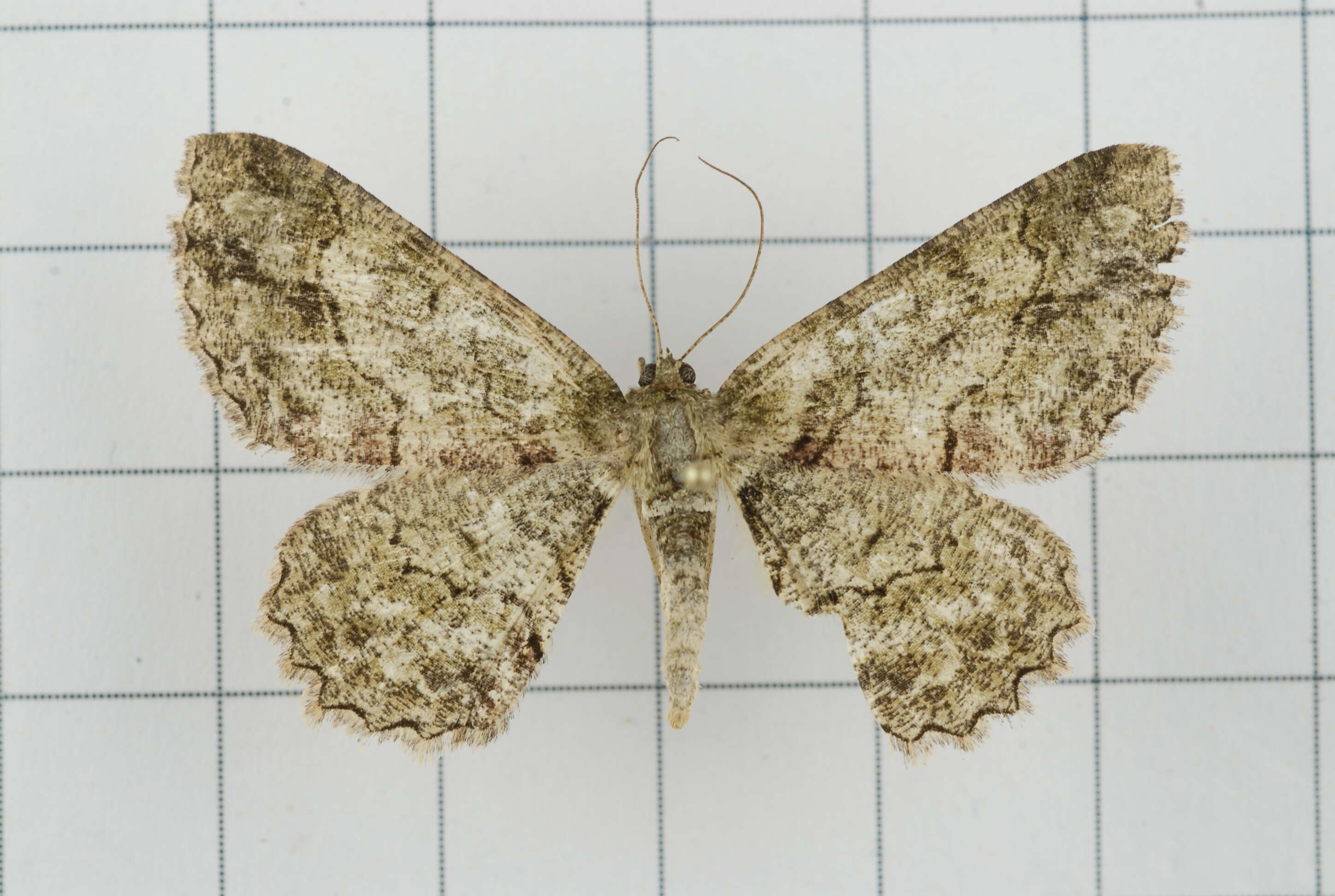 Image de Paradarisa comparataria Walker 1866