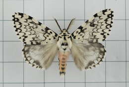 Image of Lymantria concolor Walker 1855