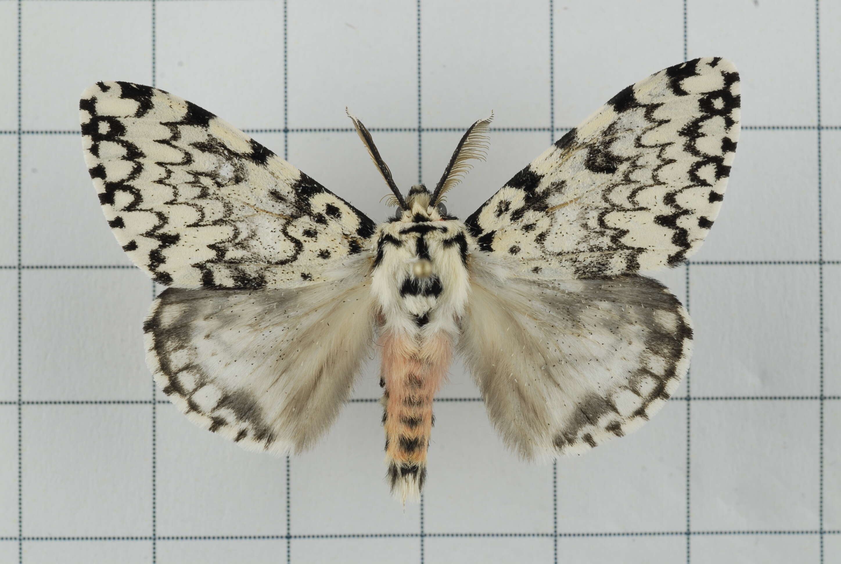 Image of Lymantria concolor Walker 1855