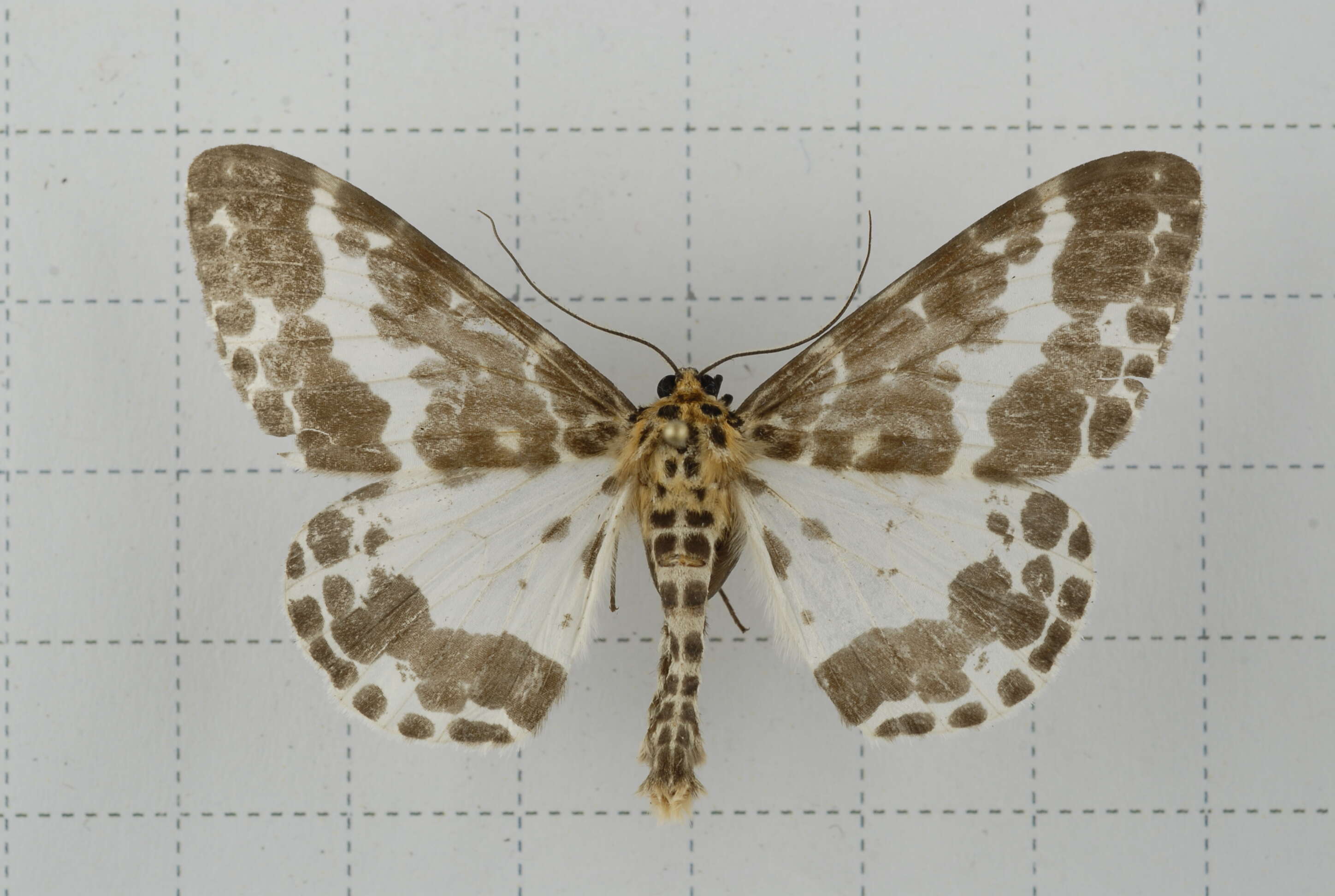 Image of Dilophodes baria