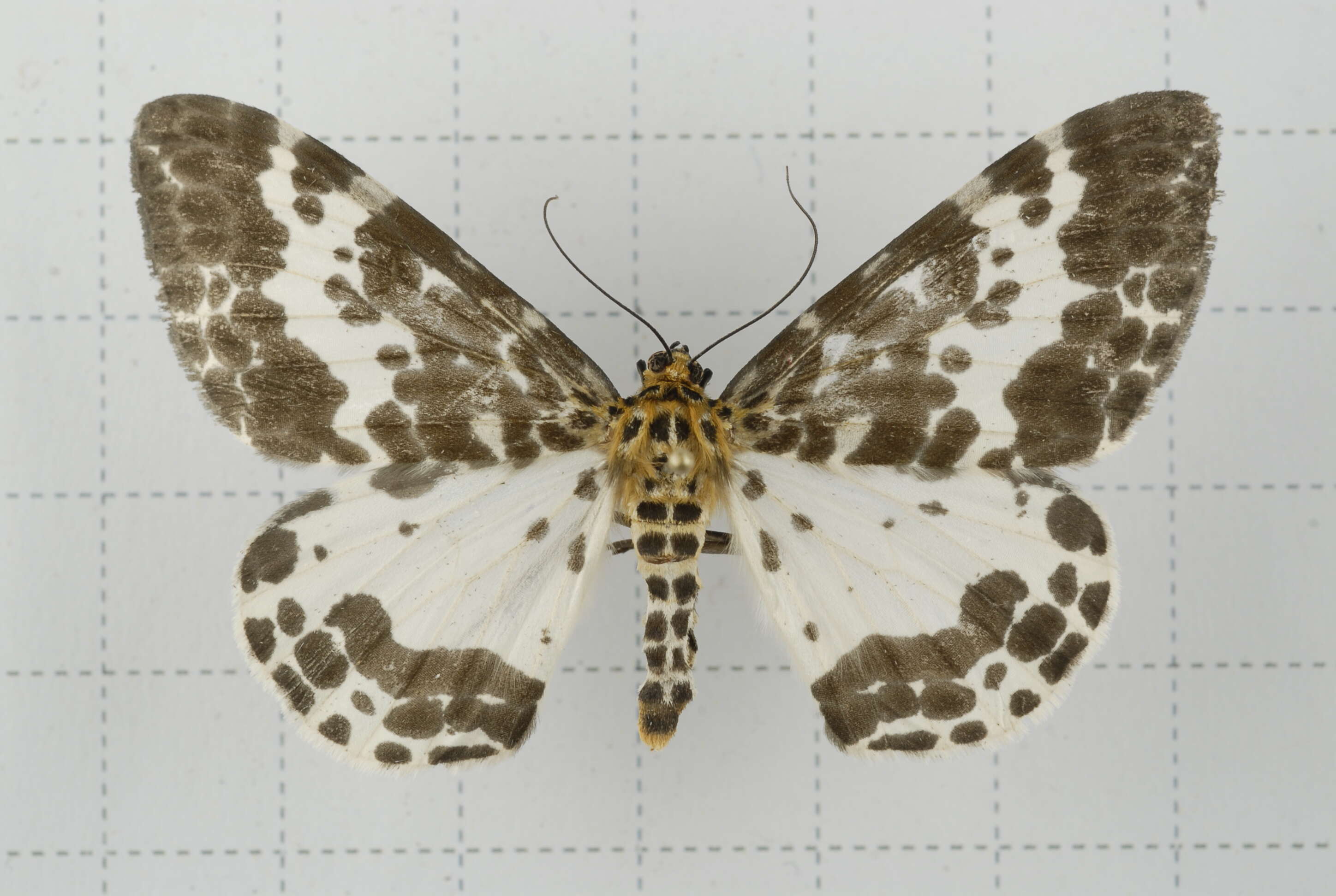 Image of Dilophodes baria