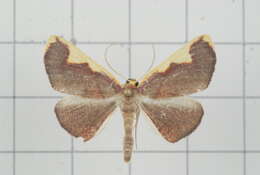 Image of Nothomiza flavicosta Prout 1914