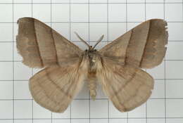 Image of Palirisa cervina (Moore (1866))