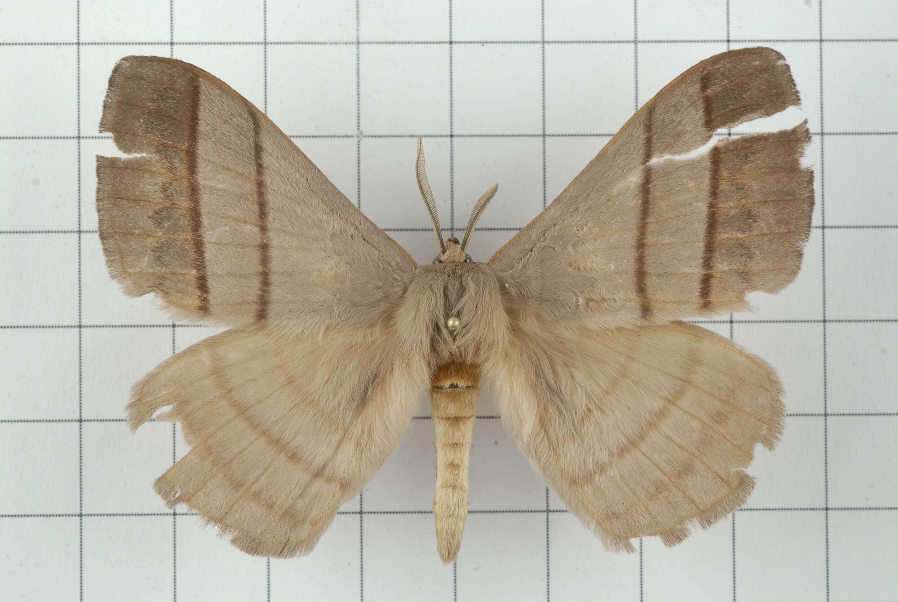 Image of Palirisa cervina (Moore (1866))