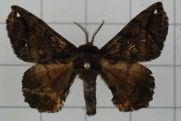 Image of Prismosticta fenestrata Butler 1880