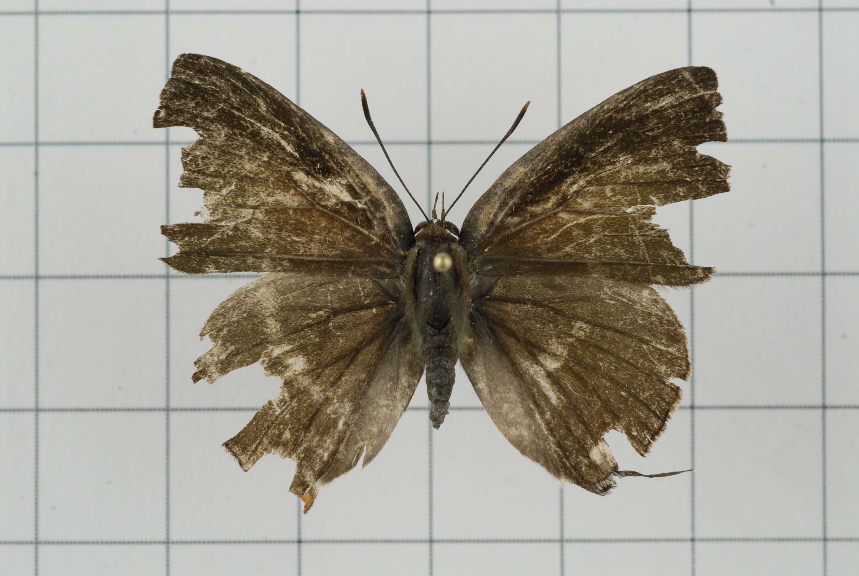 Image of Deudorix epijarbas (Moore (1858))