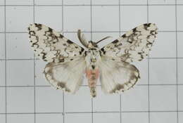 Image of Lymantria concolor Walker 1855