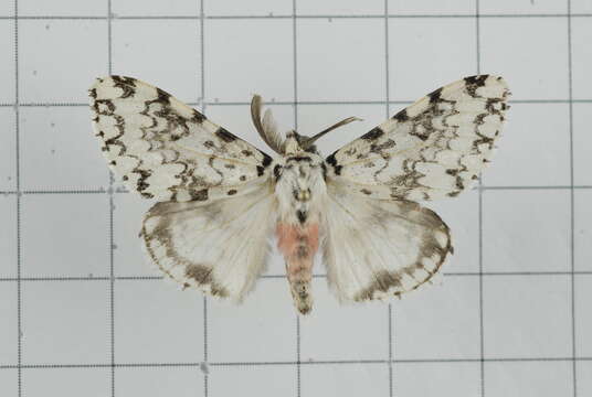 Image of Lymantria concolor Walker 1855