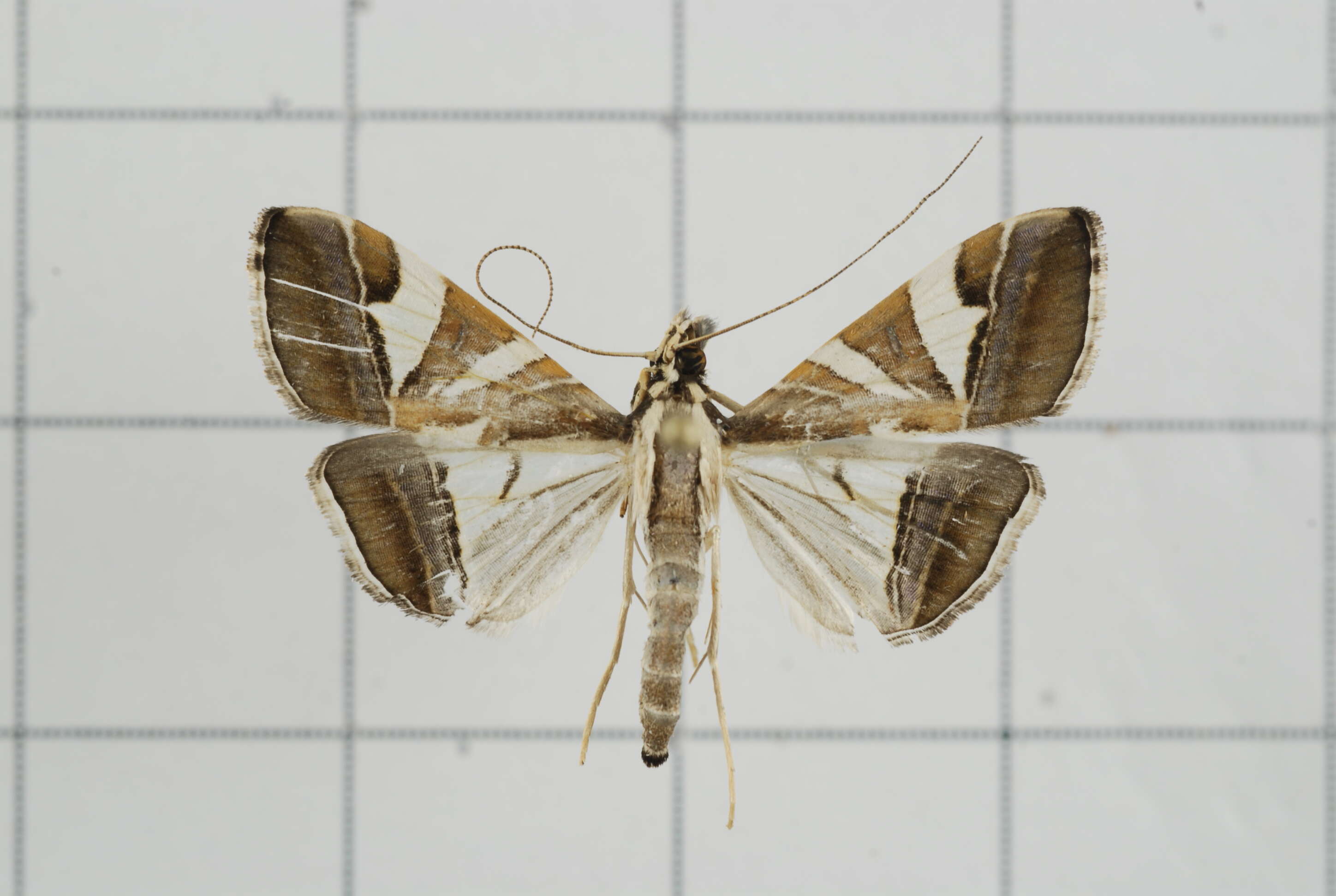 Sivun Agrioglypta itysalis Walker 1859 kuva