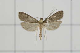 Image of Paracymoriza nigra