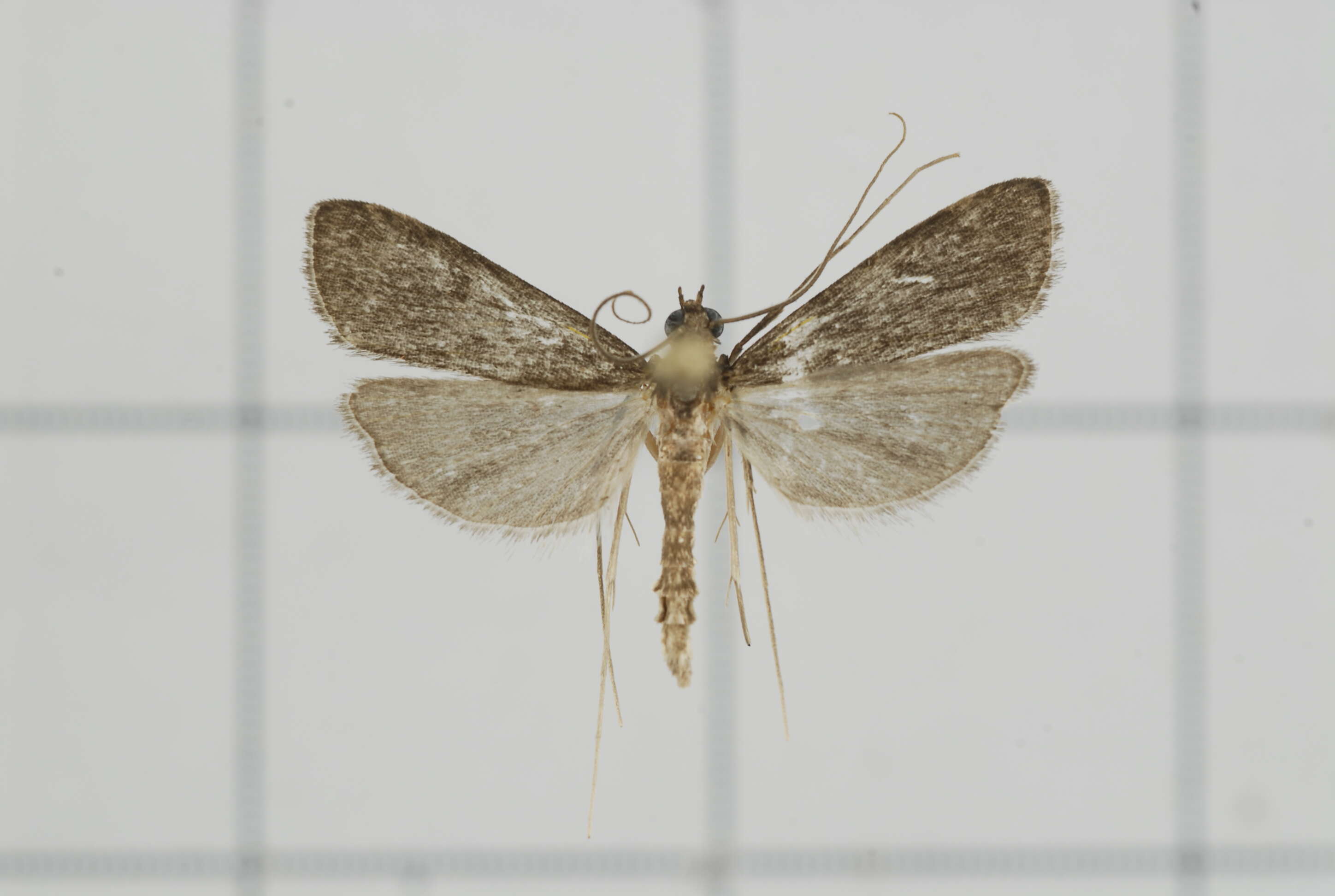 Image of Paracymoriza nigra