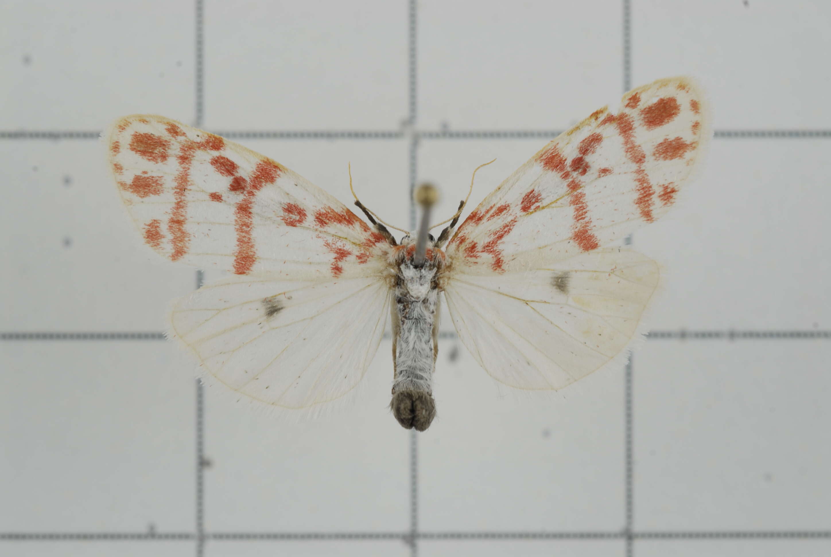 Image of Cyana effracta (Walker 1854)