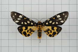 Image of Aglaomorpha histrio (Walker 1855)