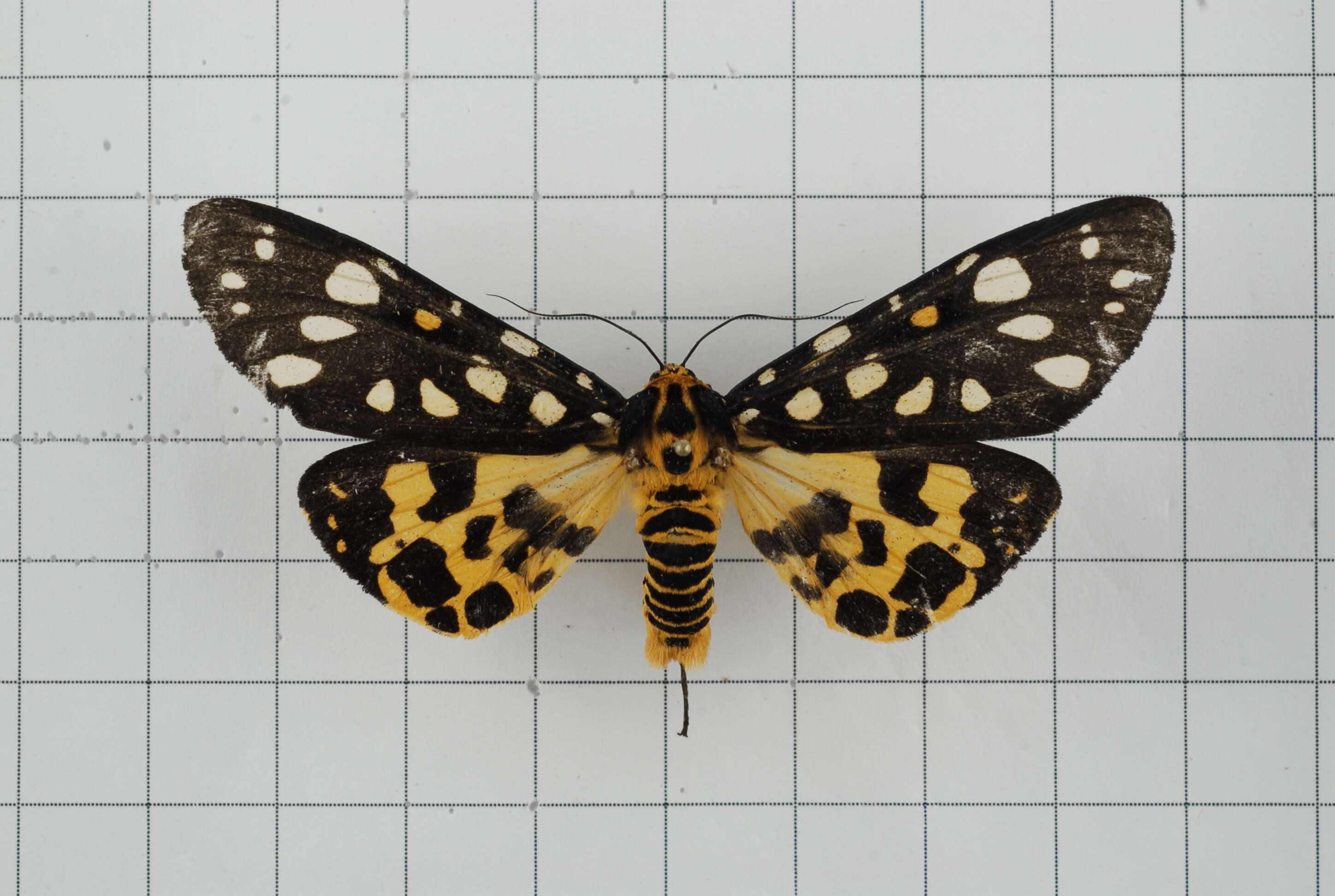 Image of Aglaomorpha histrio (Walker 1855)