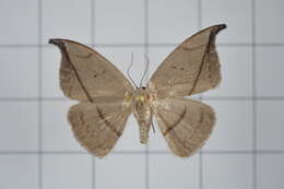 Image of Albara reversaria Walker 1866