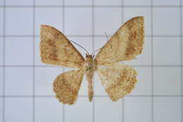 Image of Luxiaria mitorrhaphes Prout 1925